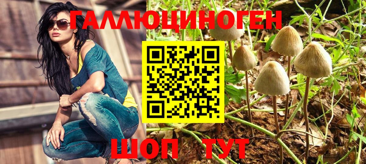 Галлюциногенные грибы Cubensis  Вход с VPN  Кулебаки 